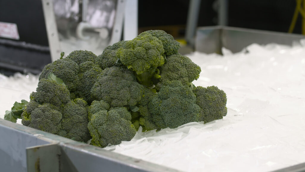 Broccoli chilled by shell ice